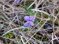 Viola brittoniana