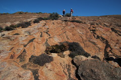 Aloe melanacantha