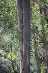Eucalyptus dawsonii
