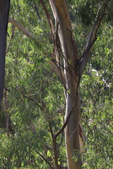 Eucalyptus dawsonii