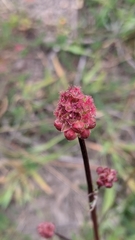 Sanguisorba minor muricata