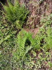 Dryopteris wallichiana