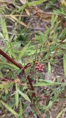 Sanguisorba minor muricata