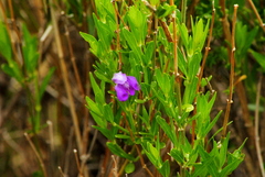 Justiciinae