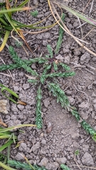 Cardionema ramosissimum