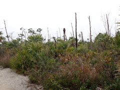 Leucothrinax morrisii