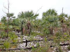 Leucothrinax morrisii