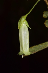 Fieldia australis