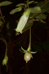 Fieldia australis
