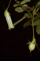 Fieldia australis