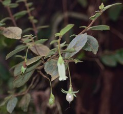 Fieldia australis