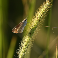 Lerodea eufala eufala