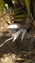 Catasetum integerrimum