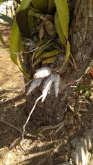 Catasetum integerrimum