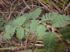 Chamaecrista lineata keyensis