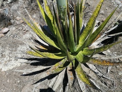 Agave triangularis