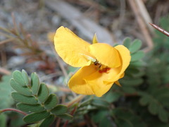 Chamaecrista lineata keyensis