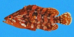 Pacific Mutton Hamlet photo 2