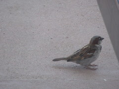 Passer domesticus