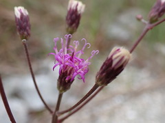 Vernonia blodgettii