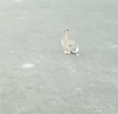 Sylvilagus audubonii