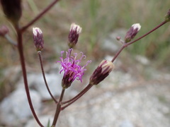 Vernonia blodgettii