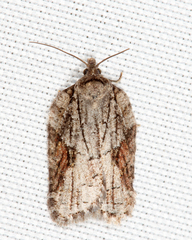 Acleris ptychogrammos
