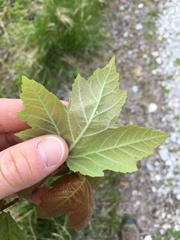 Acer rubrum drummondii