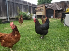 Gallus gallus domesticus