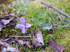 Viola brittoniana