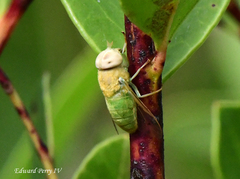 Chlorotabanus crepuscularis