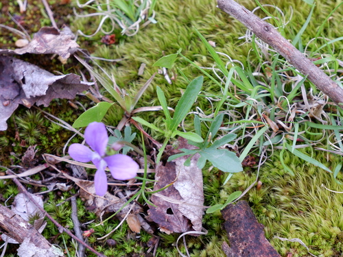 Image of Viola brittoniana by (c) Bonnie Semmling, some rights reserved (CC BY)