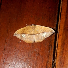 Oxydia mexicata
