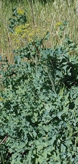 Lomatium californicum