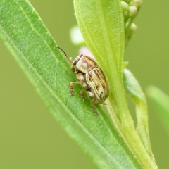 Pachybrachis glyphicus
