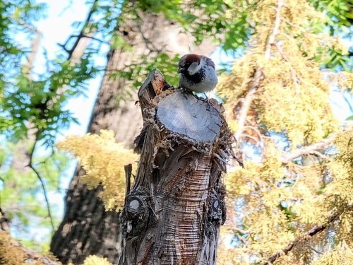 European house sparrow photographed in California