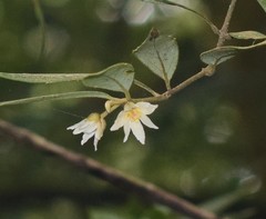 Atherosperma moschatum moschatum
