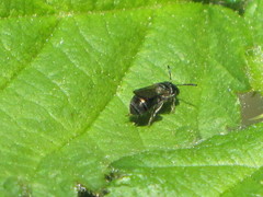 Osmia lignaria propinqua