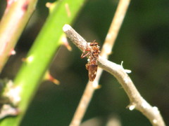 Nicocles rufus