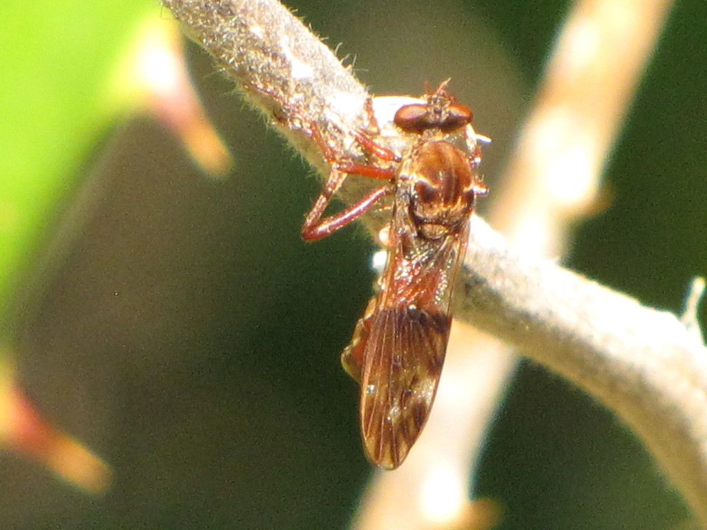 Red Silvertip