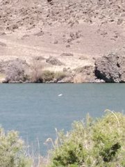 Aechmophorus clarkii