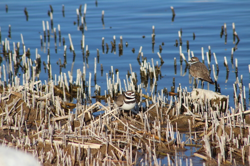 Killdeer photographed in Utah