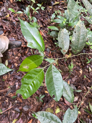 Swartzia costaricensis