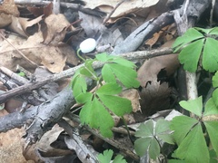 Anemonoides quinquefolia