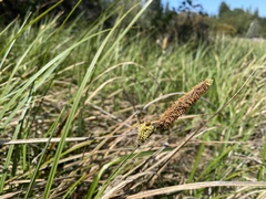 Carex barbarae
