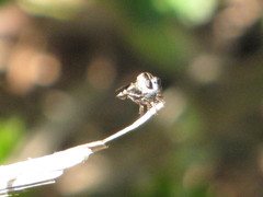 Nicocles