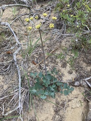 Lomatium lucidum