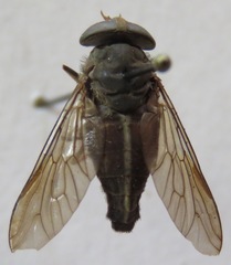 Tabanus colombensis