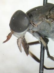 Tabanus colombensis