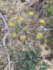 Lomatium lucidum